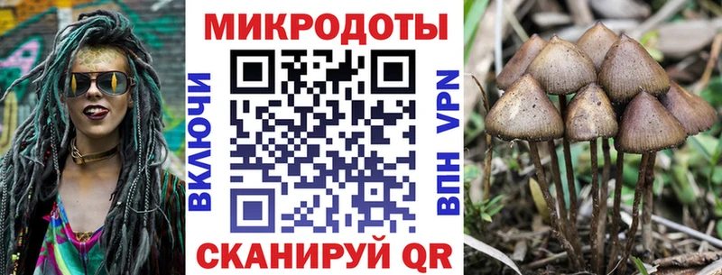 наркота  Щёлково  Псилоцибиновые грибы Cubensis 